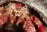 Greater hermit crab
