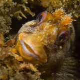 Tompot blenny