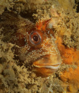 Tompot blenny