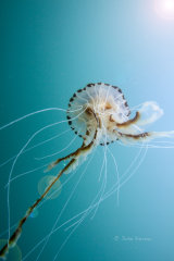 Compass Jellyfish