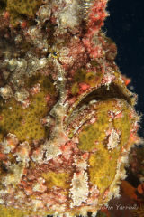Frogfish