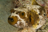 Masked puffer fish