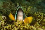 Anemone fish
