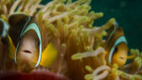 Anemone fish