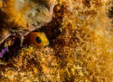 Midas blenny