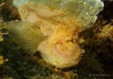 Leaf fish or leaf scorpionfish