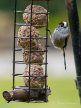 Long tailed tit
