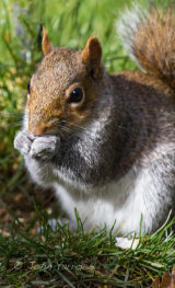 Grey squirrel