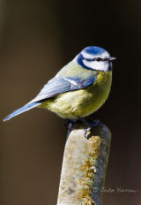 Blue tit