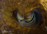 Eye of a common cuttlefish