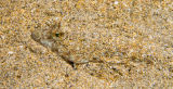 Sand goby