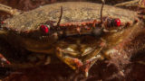 Velvet swimming crab