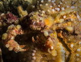 Sponge spider crab