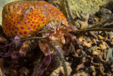 Hermit crab 'wearing' a cloak anemone