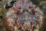 Devil scorpionfish or false stonefish