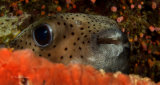 Common porcupine fish