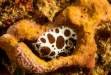 Dalmatian nudibranch