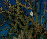Three-spot dascyllus behind gorgonian