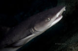 Whitetip reef shark