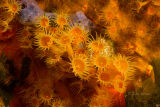 Yellow encrusting anemone