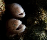Geometric moray eels