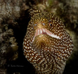 Whitemouth moray eel