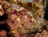 Leaf fish or leaf scorpionfish