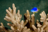 Damselfish