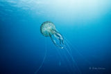 Luminescent jellyfish