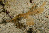 Gost pipe fish