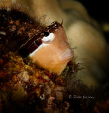 Blenny