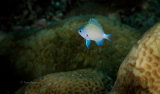 Damselfish