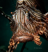 Lionfish