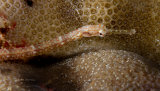 Network pipefish