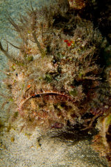 Tassled scorpionfish