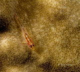 Dwarf goby on prickly coral