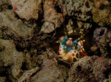 Mantis shrimp
