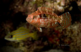 Spotted hawkfish