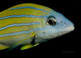 Blue lined snapper