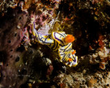 Mating nudibranchs
