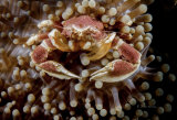 Porcelain crab