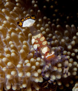 Peacocktail anemone shrimp