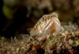 Variegated lizardfish