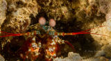 Coloured mantis shrimp