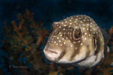 White spotted pufferfish