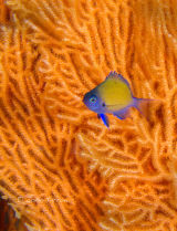 Juvenile damsel fish