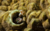 Blenny