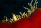Anemonefish