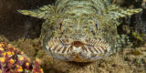 Variegated lizardfish