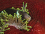 Anemone fish